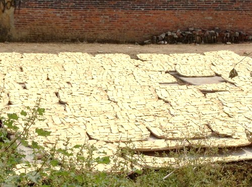 Bamboo Shoots, unrolled, flattened, and drying.